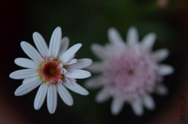 ������С ��ɫ���İ��ذ��������20120606 001.JPG