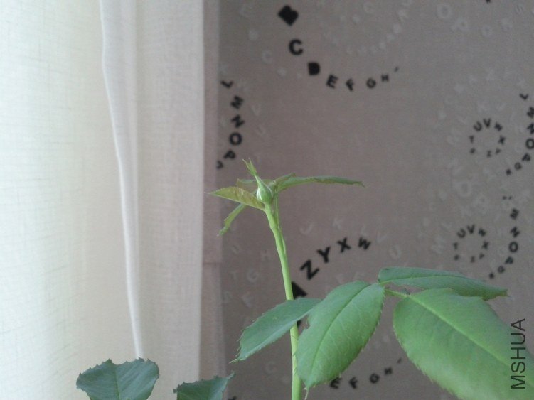 IMG_20120607_080839.jpg
