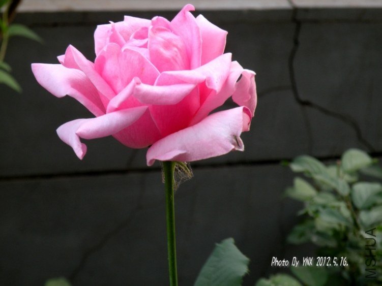 2012.5.16. 032_conew2.jpg