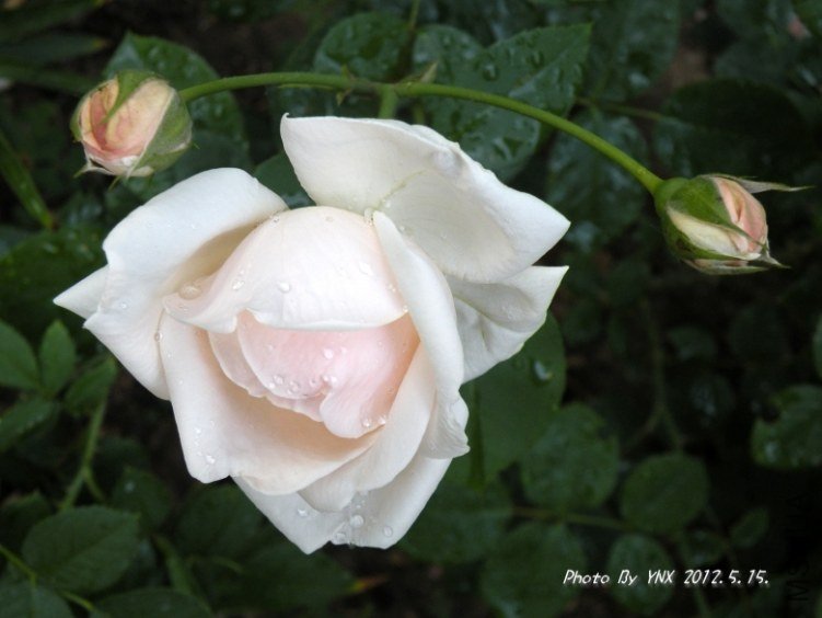 2012.5.15. 004_conew2.jpg