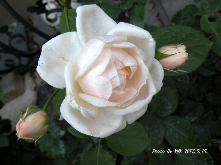 2012.5.15. 005_conew3.jpg