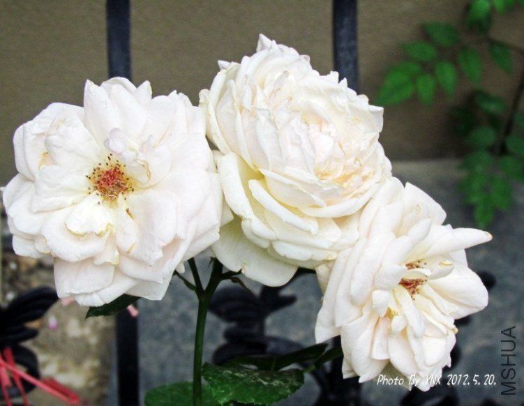 2012.5.20. 020_conew2.jpg