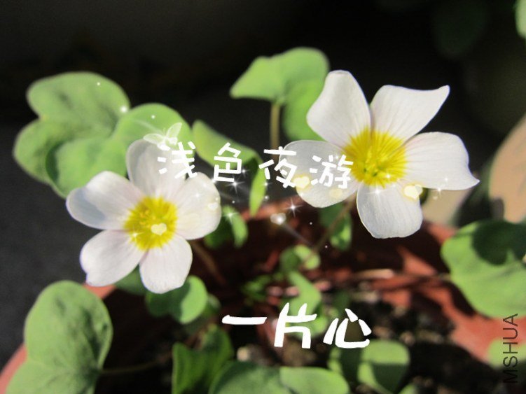 һƬ��.jpg
