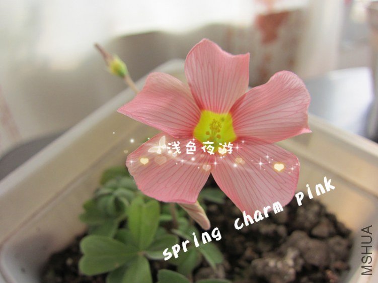 pink1.jpg