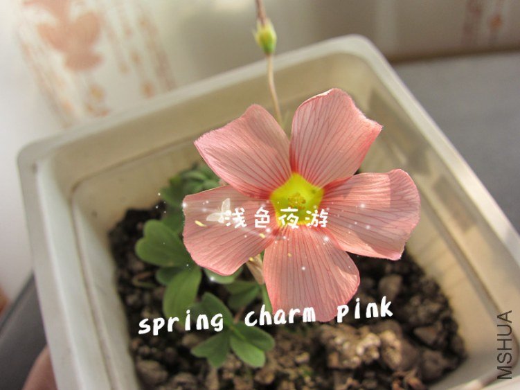 pink2.jpg