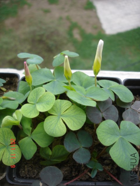 DSC03058.JPG