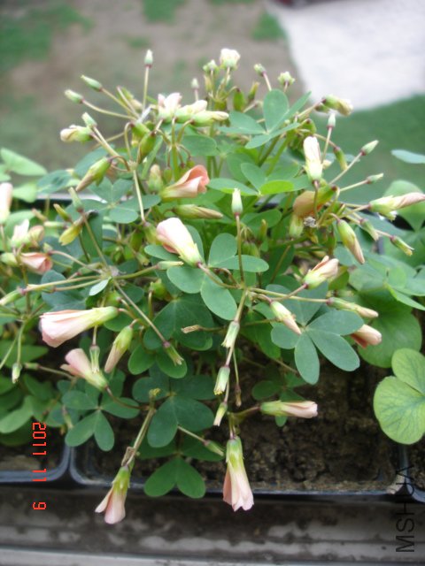 DSC03059.JPG