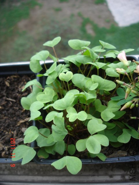 DSC03060.JPG