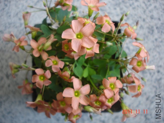 DSC03065.JPG