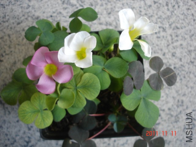 DSC03066.JPG