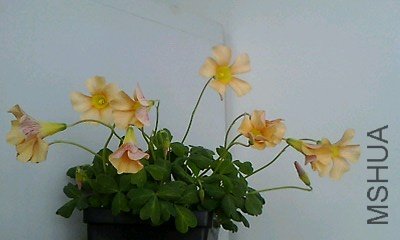 IMG0014A_D.jpg