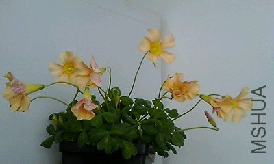 IMG0015A_D.jpg