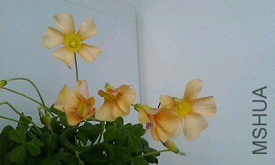 IMG0016A_D.jpg