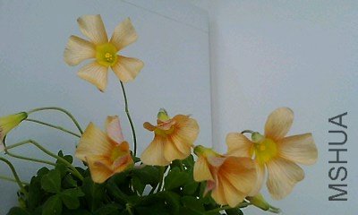 IMG0017A_D.jpg