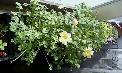 IMG0020A_D.jpg