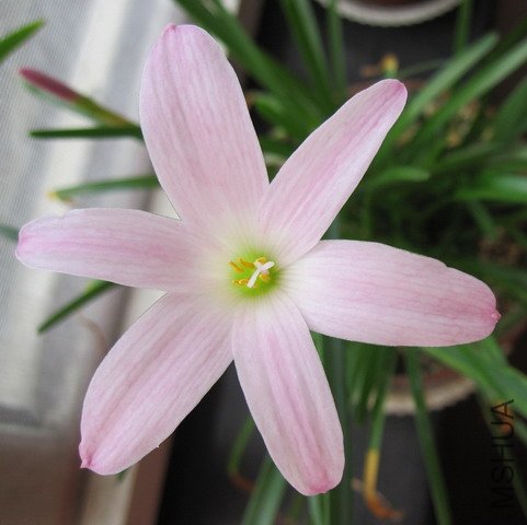 Zephyranthes \\'First Love\\' 1.jpg