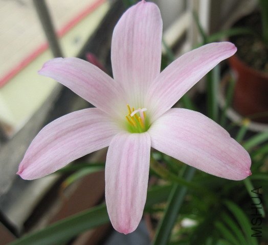 Zephyranthes \\'First Love\\' 2.jpg
