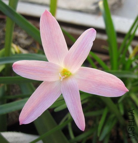 Zephyranthes \\'First Love\\' 3.jpg