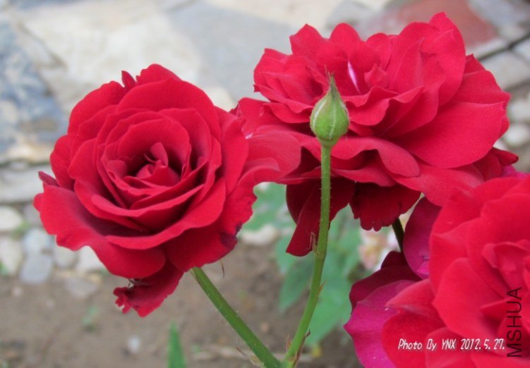 2012.5.27. 056_conew1.jpg