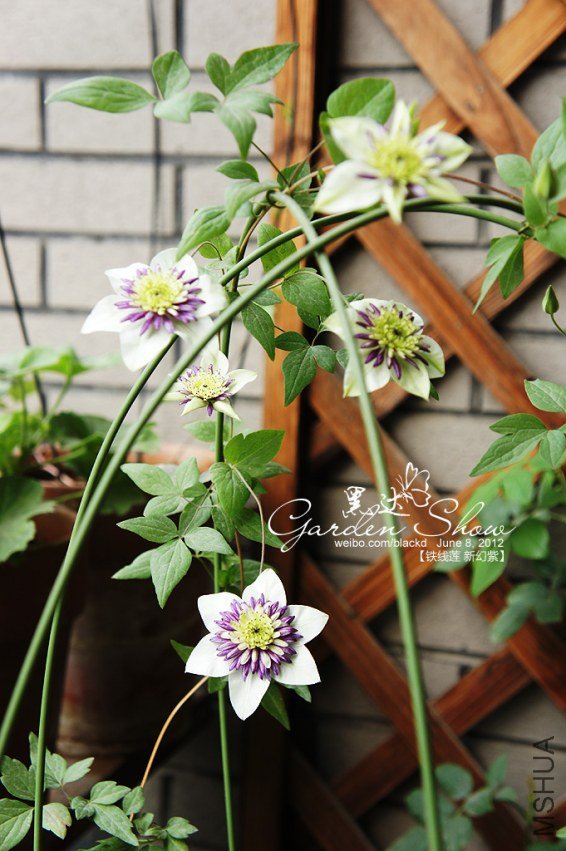 DSC02094 ����.jpg