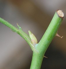 ���ɾ����ѿ