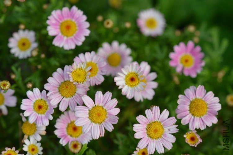 ������С 糺�ɫ�ǹ��������20120608 001.JPG