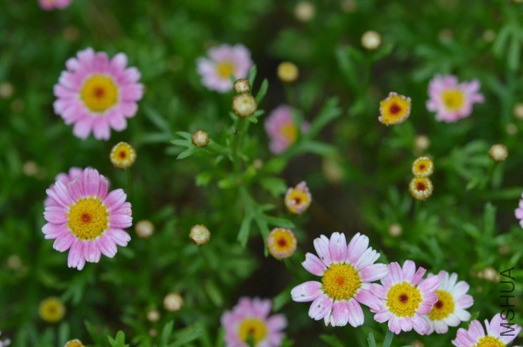 ������С 糺�ɫ�ǹ��������20120608 003.JPG