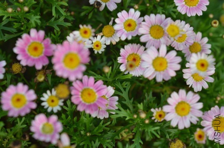 ������С 糺�ɫ�ǹ��������20120608 002.JPG