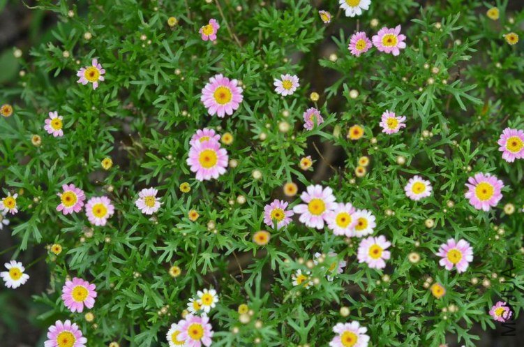 ������С 糺�ɫ�ǹ��������20120608 004.JPG