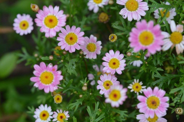 ������С 糺�ɫ�ǹ��������20120608 006.JPG