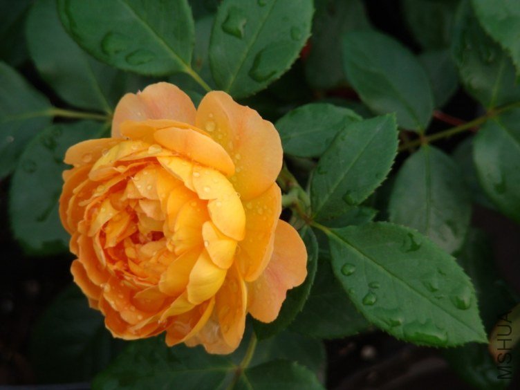 QQ��ͼ20120608110500.jpg