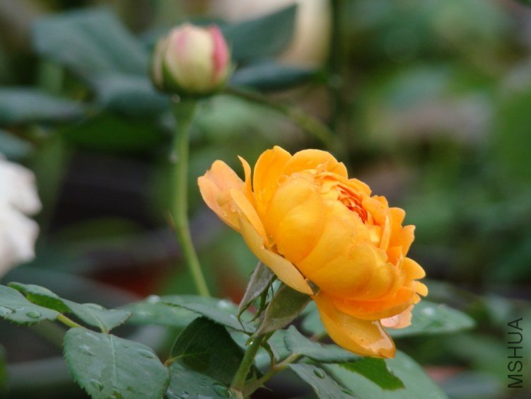QQ��ͼ20120608111241.jpg