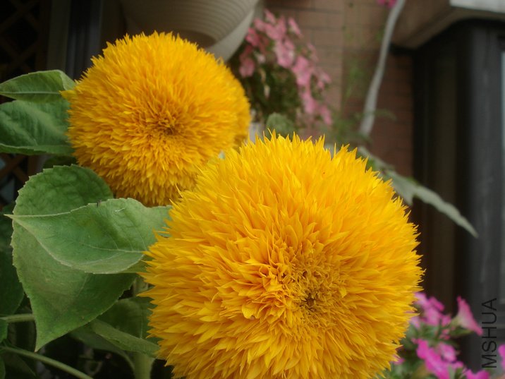 DSC04112.JPG