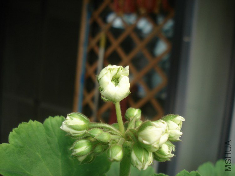 DSC04135.JPG