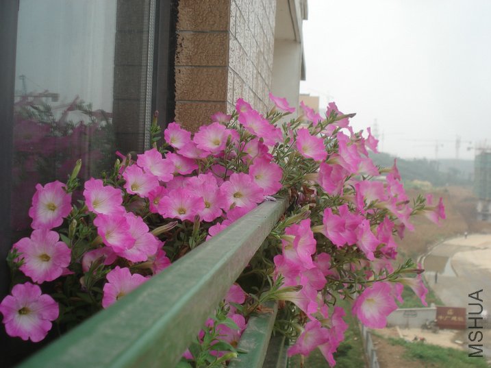 DSC04146.JPG