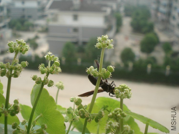 DSC04164.JPG