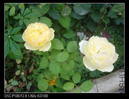 DSC05666_nEO_IMG.jpg
