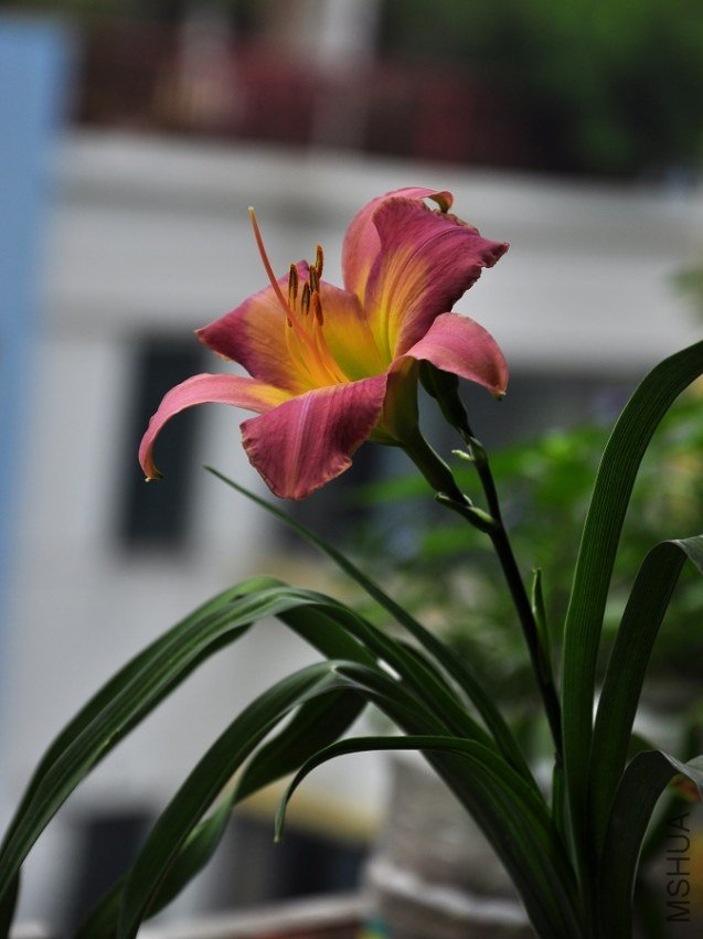 DSC_5236.jpg