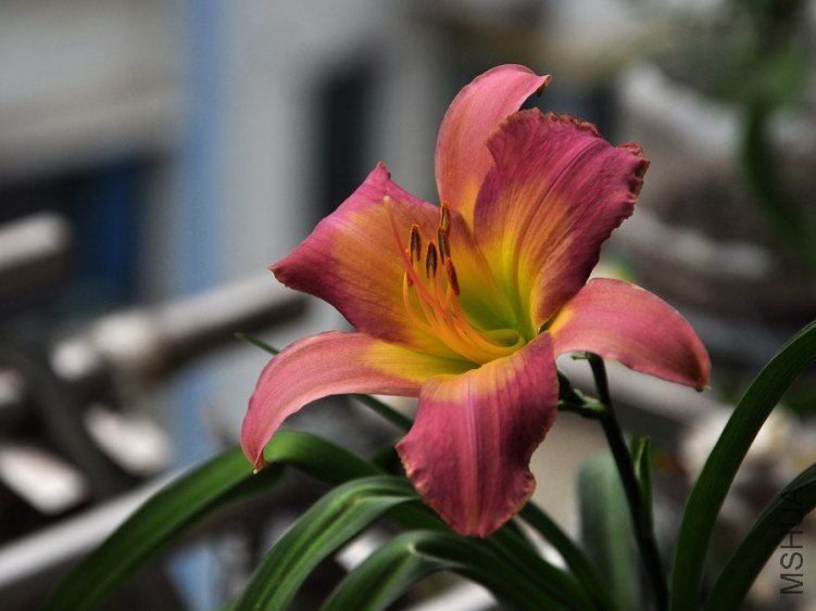 DSC_5234.jpg