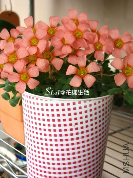 Oxalis obtusa coral 2.jpg