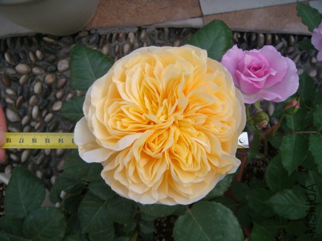 DSC02348.JPG