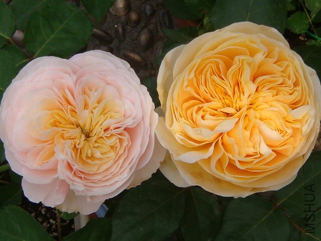 DSC02312.JPG