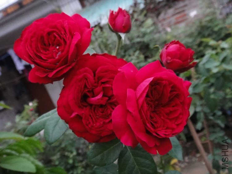 DSC03299.JPG