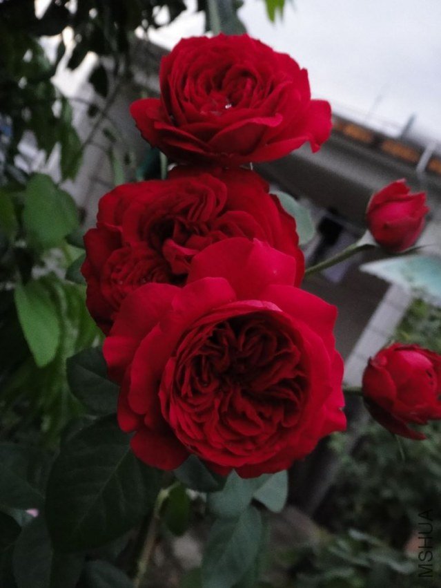 DSC03300.JPG