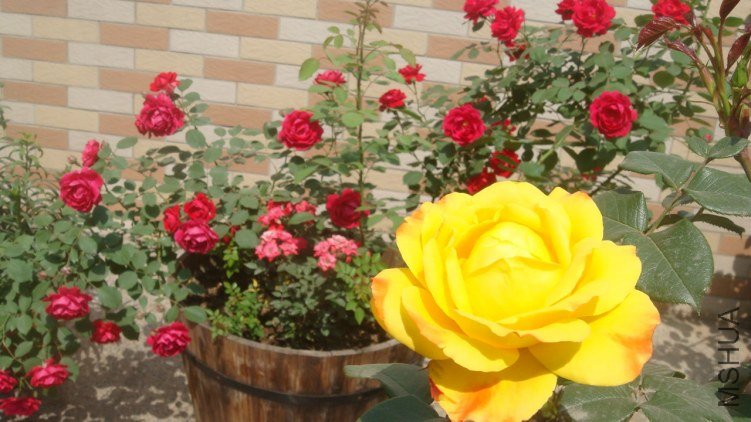 DSC04556.JPG
