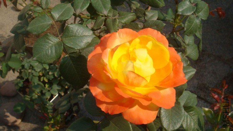 DSC04570.JPG