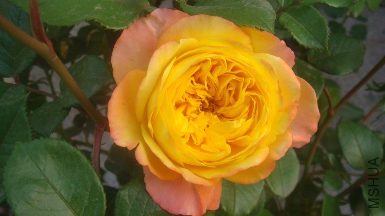 DSC04927.JPG