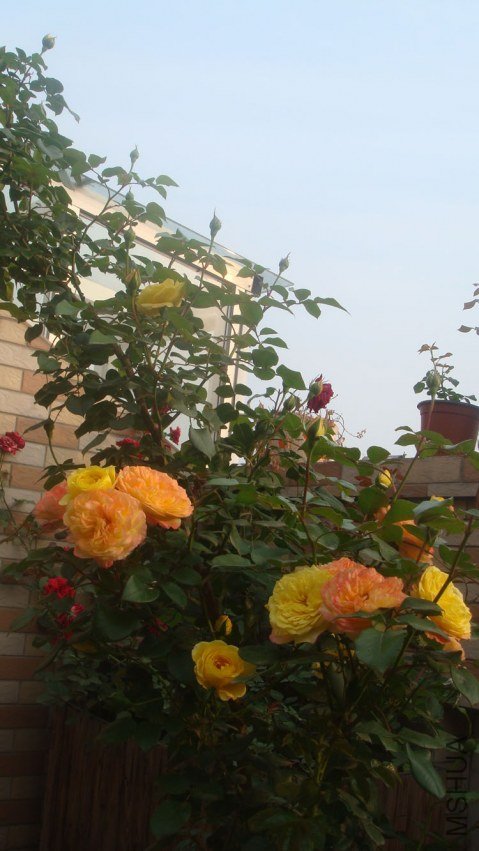 DSC05053.JPG