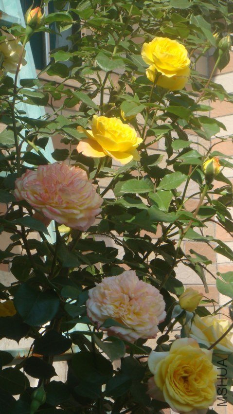 DSC05135.JPG