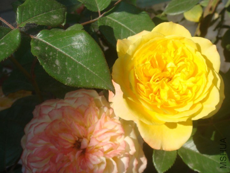 DSC05145.JPG